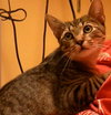 Chico