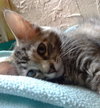 Porscha