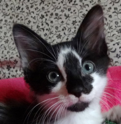 Monroe