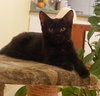 Mitsy