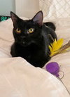 Mitsy
