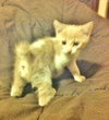 Munchkin