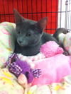 Bluebell