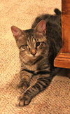 Stella