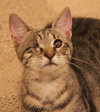 Stella