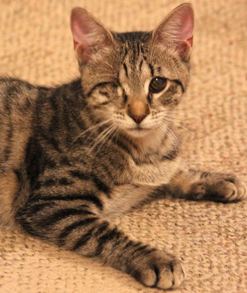 Stella
