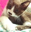 Hershey