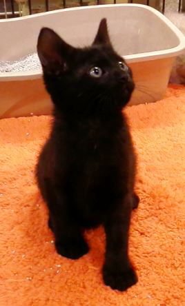 Biscotti
