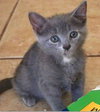 Mavi