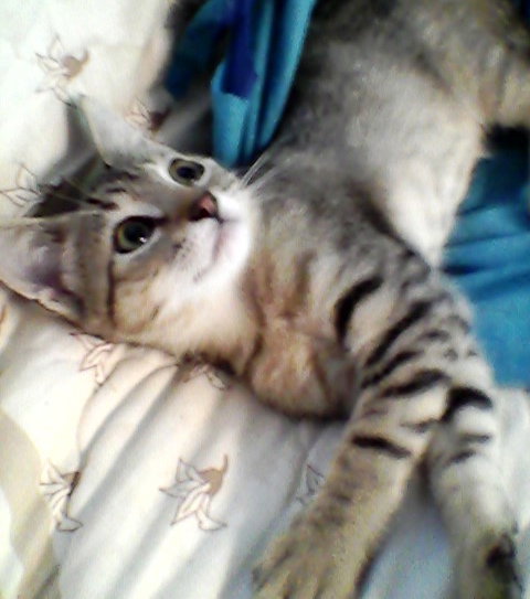 Peanut