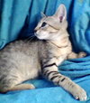 Peanut