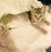 Phoebe