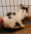 Mimi