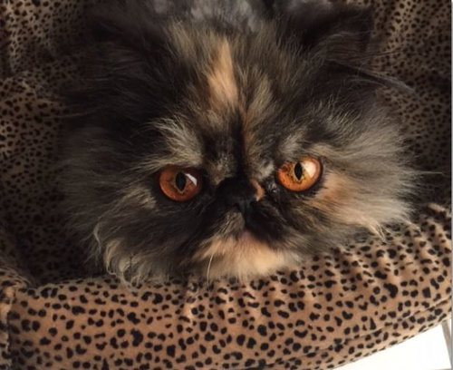 Lola