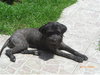 Brandy