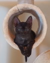 Smudgie