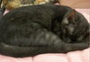Smudgie