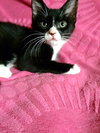 Chenille