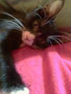 Chenille