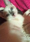 Cooper