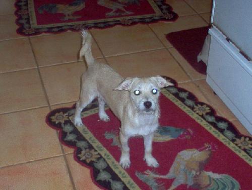Buster