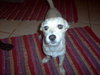 Buster