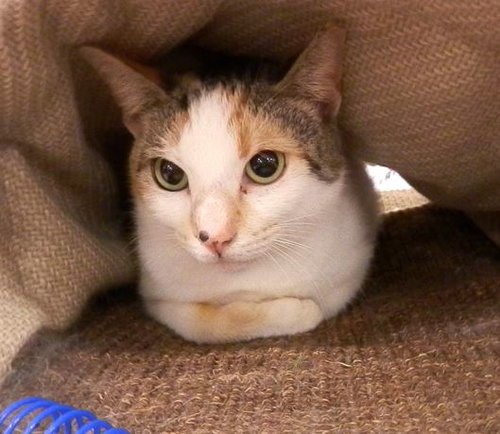 Priscilla