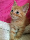 Pekoe