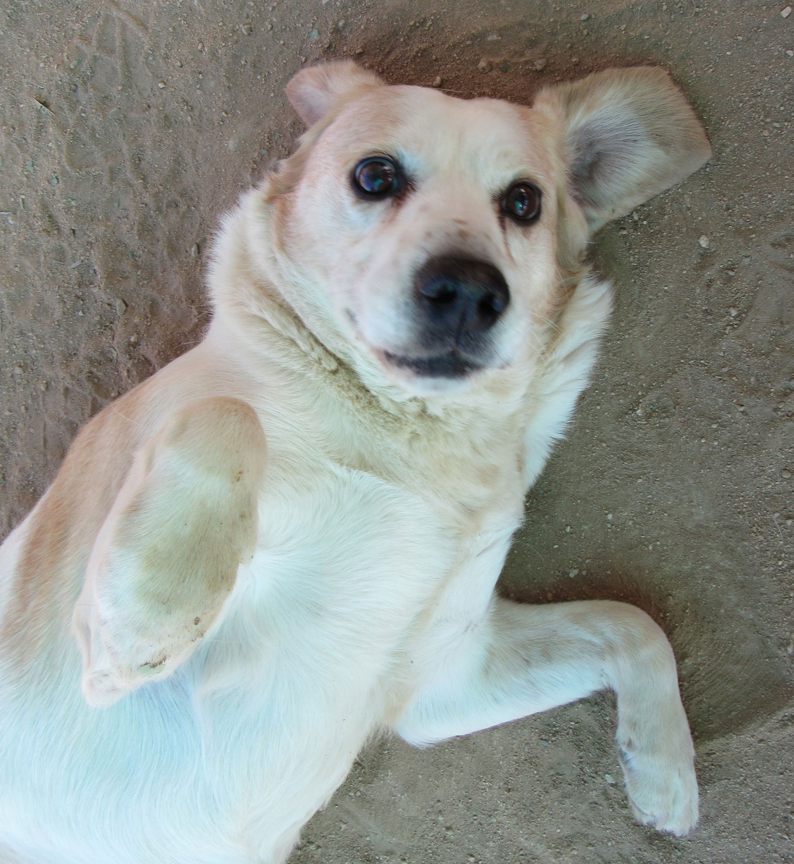 adoptable Dog in Apple Valley, CA named Spuds -