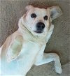 adoptable Dog in valley, AL named Spuds -