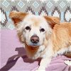 adoptable Dog in valley, AL named Sunshine
