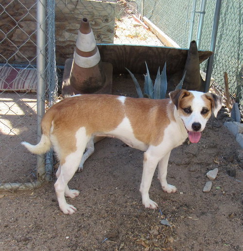 Penny- photo 5
