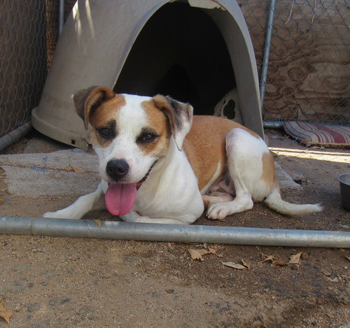 Penny- photo 7