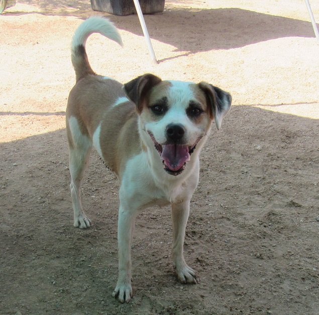 adoptable Dog in Apple Valley, CA named Penny-Her BFF is Spuds! -