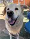 adoptable Dog in valley, AL named Nash