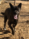 Reddy-IN FOSTER HOME - Photo 9