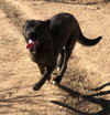 Reddy-IN FOSTER HOME - Photo 11