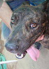 Reddy-IN FOSTER HOME - Photo 8