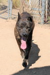 Reddy-IN FOSTER HOME - Photo 12