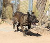 Reddy-IN FOSTER HOME - Photo 13