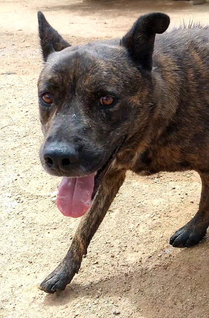 adoptable Dog in Apple Valley, CA named Reddy