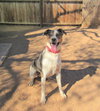 Bronson- ** - Photo 4