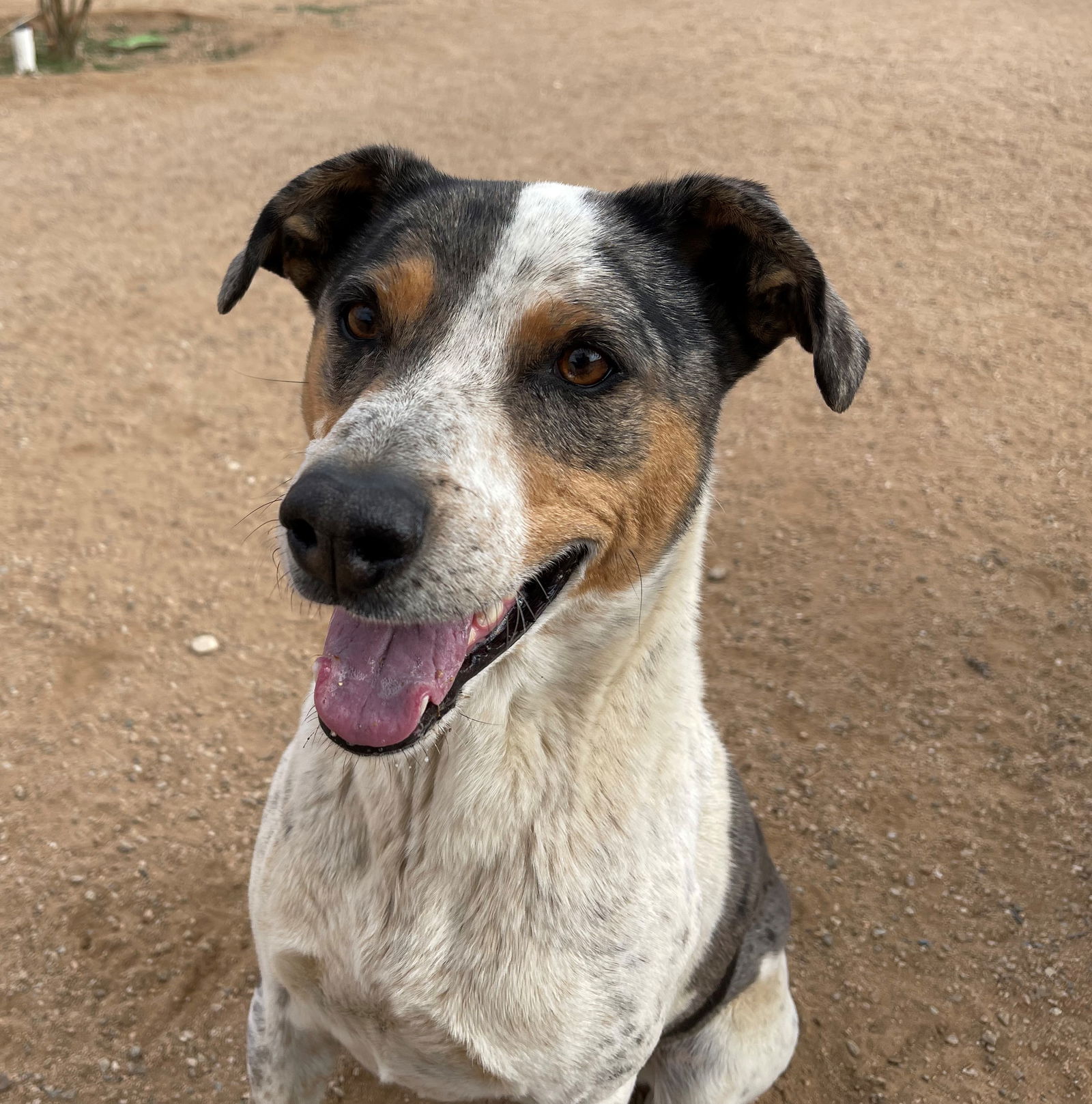 adoptable Dog in Apple Valley, CA named Bronson