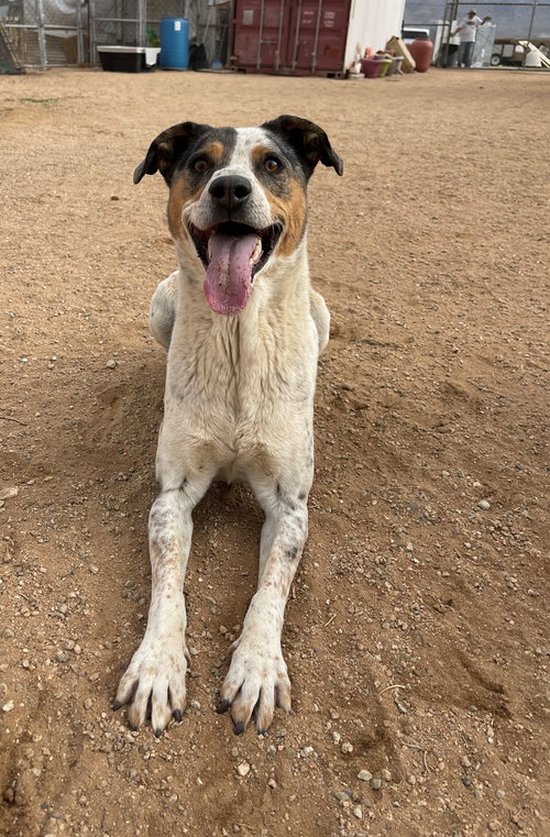 BRONSON- ** - Catahoula Leopard Dog available for adoption