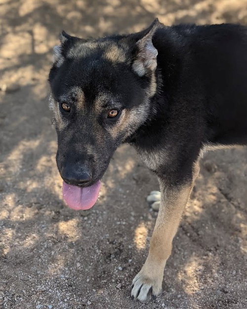 Sarge - photo 12