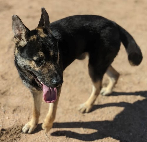 Sarge - photo 10