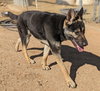Sarge - - Photo 11