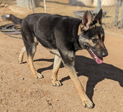 Sarge - photo 11