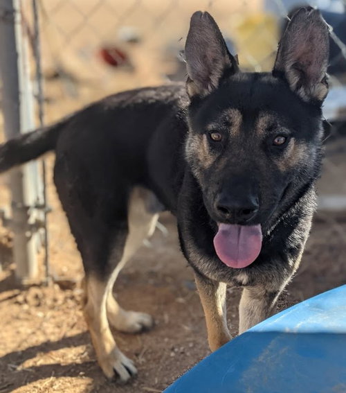 Sarge - photo 7