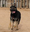 Sarge - - Photo 8